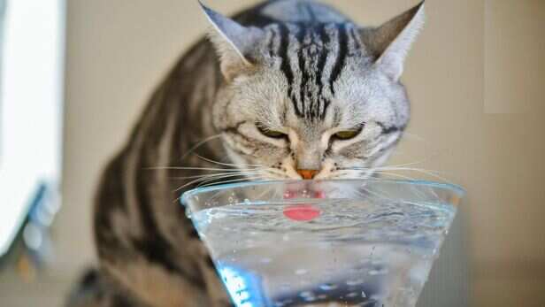 Simple ways to encourage pets to drink more water