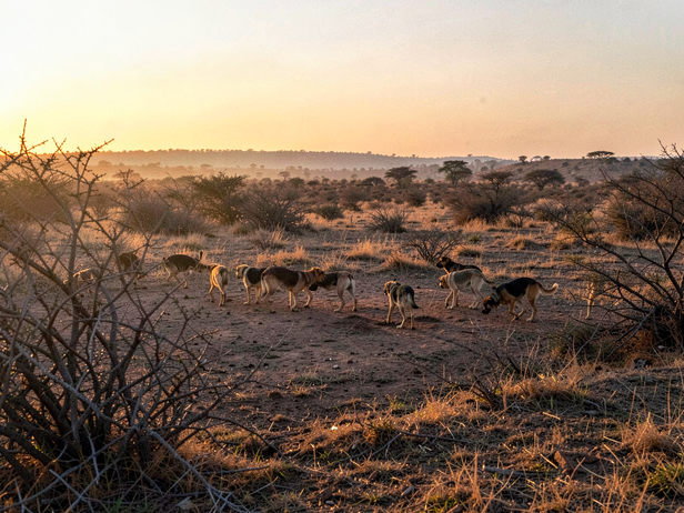 Dusk scrubland scavenger gathering