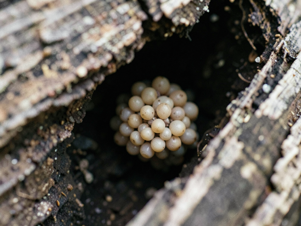Tiny Eggs in Wood Crevice