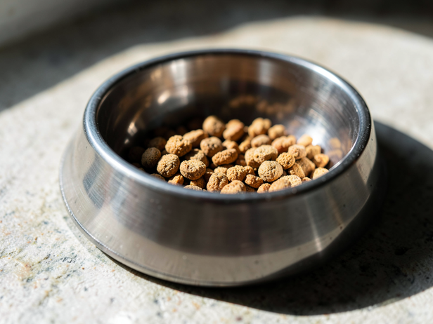 Kibble in Steel Bowl