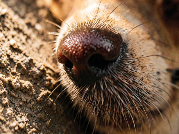 Dog's Nose Explores Texture