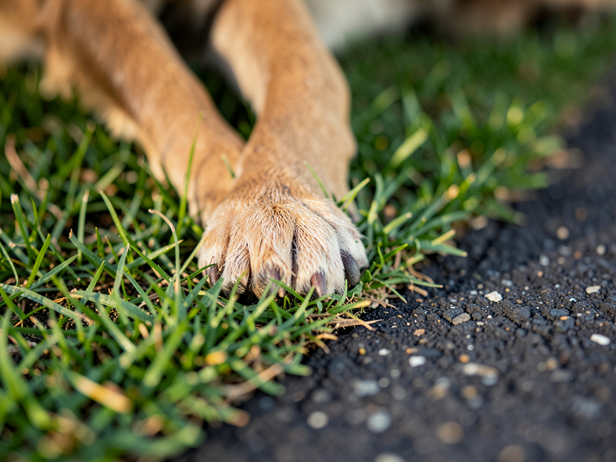 Paw on the Edge