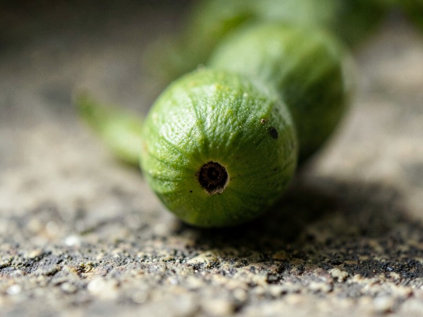 Fig Ostiole Detail