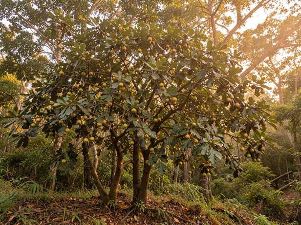 Golden Hour Wild Fig Tree