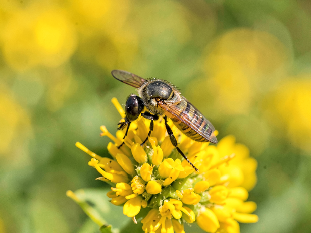 Hoverfly on Mustard