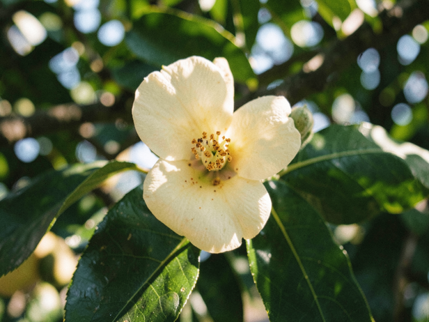 Custard Apple Flower Bloom