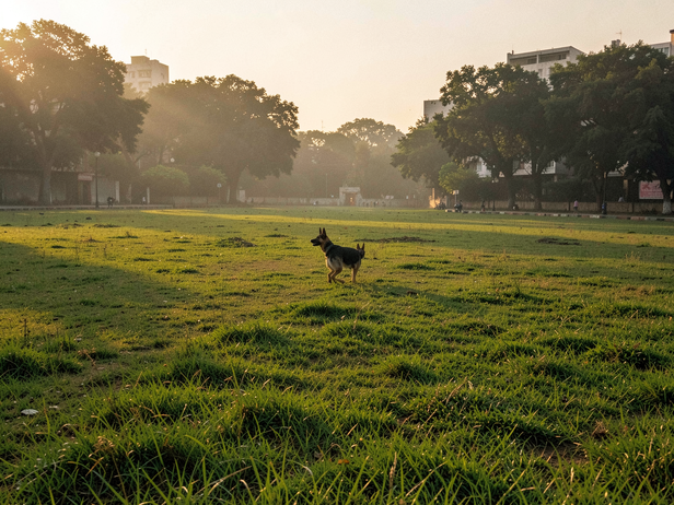 German Shepherd in Golden Hour