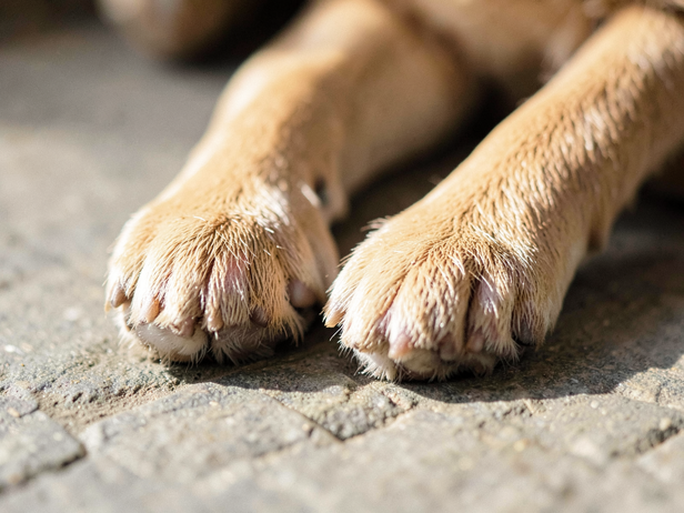 Puppy Paws on Stone