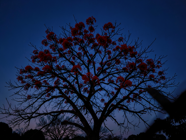 Pre-dawn Semal Bloom