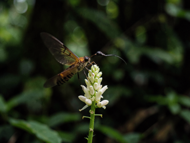 Moth drinks from flower