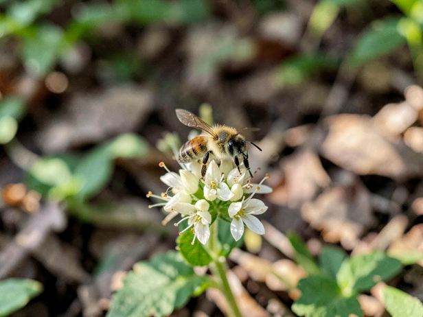 Bee on Cardamom Bloom