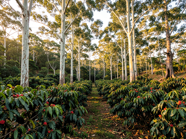 Kodagu Coffee Estate Afternoon