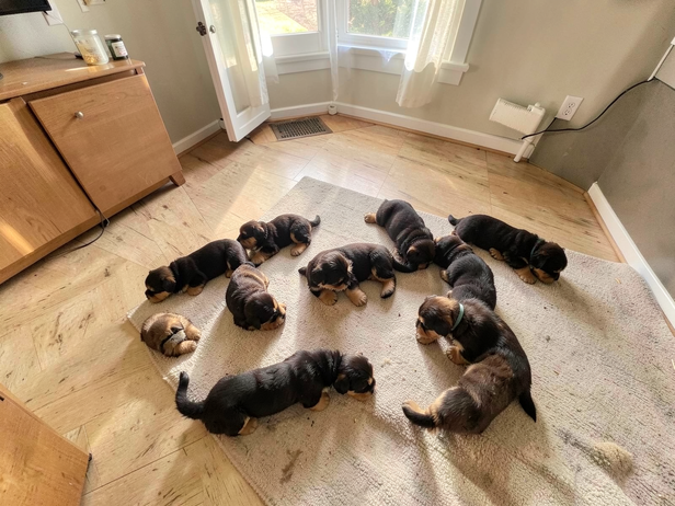 Puppy Litter Morning Light