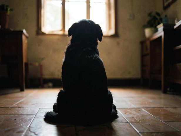 Dog's Quiet Moment Indoors