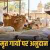 राजस्थान की गौशालाओं में करोड़ों का घोटाला: मरी गायों के टैग पर भी अनुदान, ₹57 करोड़ की वसूली के आदेश | Crore Scam in Rajasthan's Cow Shelters: Subsidy on Dead Cows' Tags, Orders to Recover ₹57 Crore