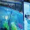 A Fishy Explosion!
