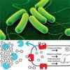 Fuel made with bacteria