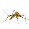 Mirror investigation: Battling the bug