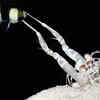 Scientists decode mantis shrimp’s powerful attack
