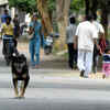 Mumbai: 36,431 rabies cases reported this year
