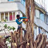Do khoon maaf: Tree-pruning contractors can get away with two violations